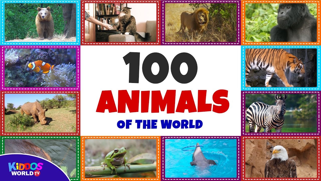 100 Animals Of The World Learning The Different Names And Sounds Of The Animal Kingdom YouTube