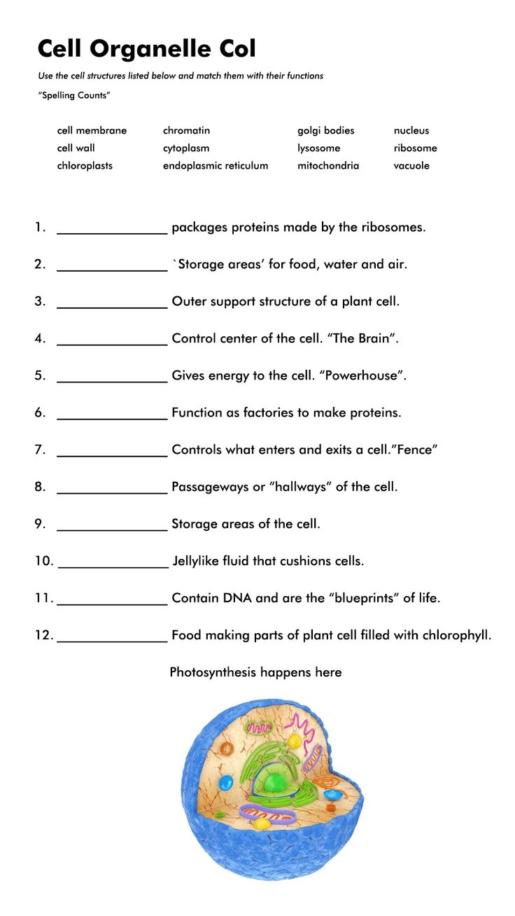 cell organelle worksheet