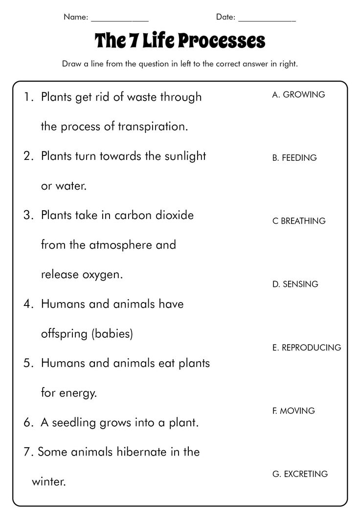 18 7th Grade Science Cells Worksheets