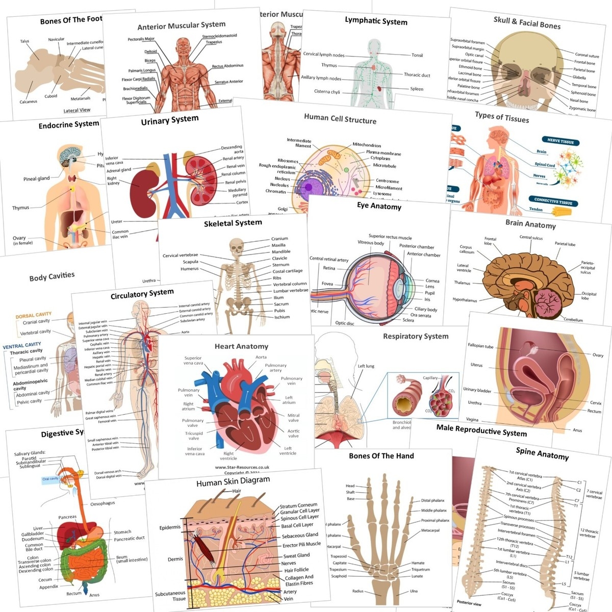 25x Anatomy Physiology Flash Cards Paramedic ECA Student Revision Nurse EBay UK