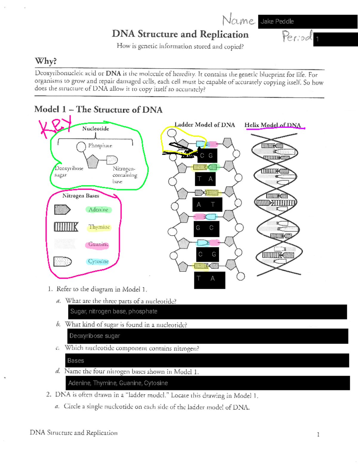 3 DNA Structure And Replication POGIL Answer Key And Activities Studocu