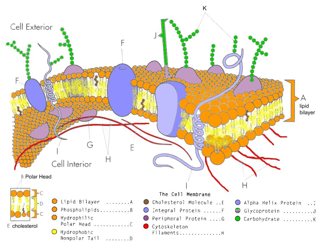 cell membrane coloring worksheet