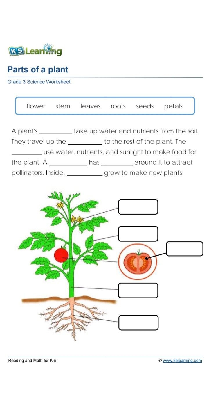42 SCIENCE Ideas Science Science Worksheets Grade 3 Science
