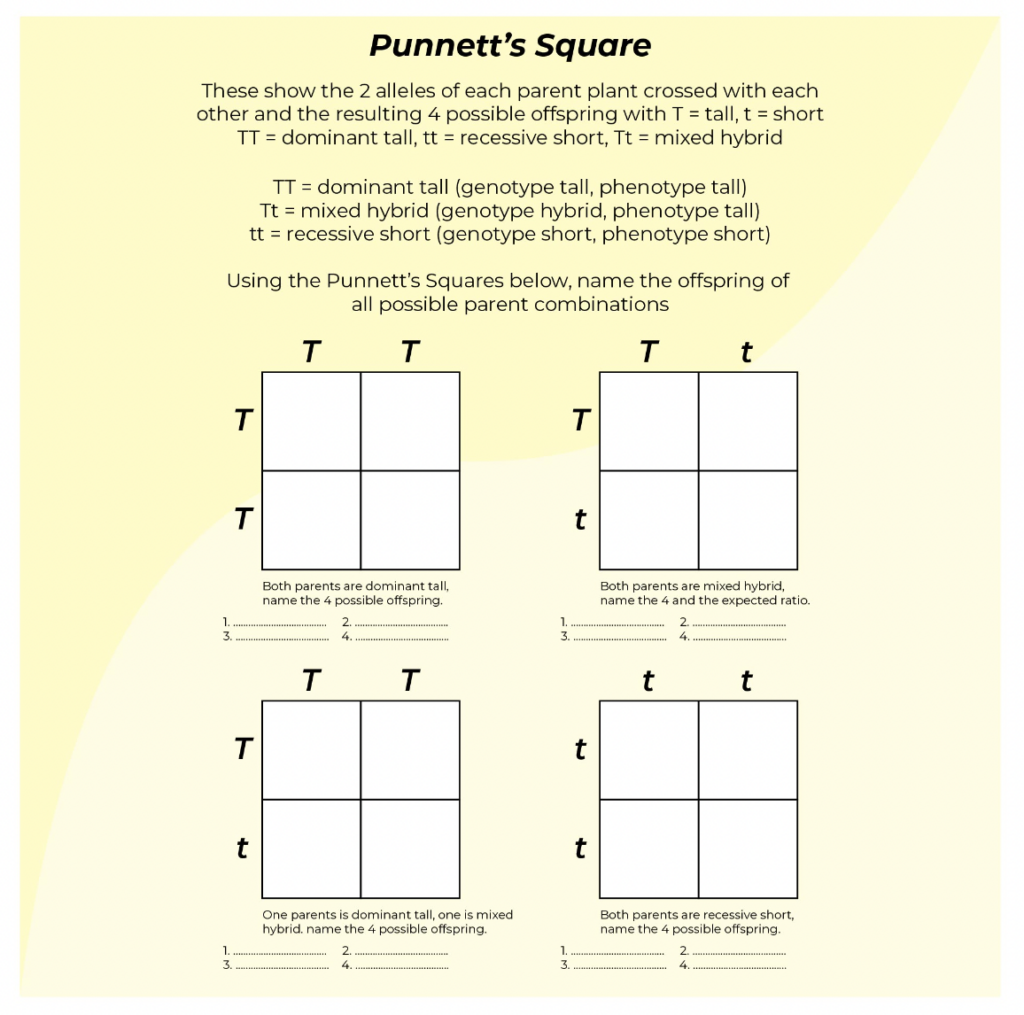 9 Hands On Worksheet Punnett Square Worksheet The Teach Simple Blog 9 Hands On Worksheet Punnett Square Worksheet The Teach Simple Blog