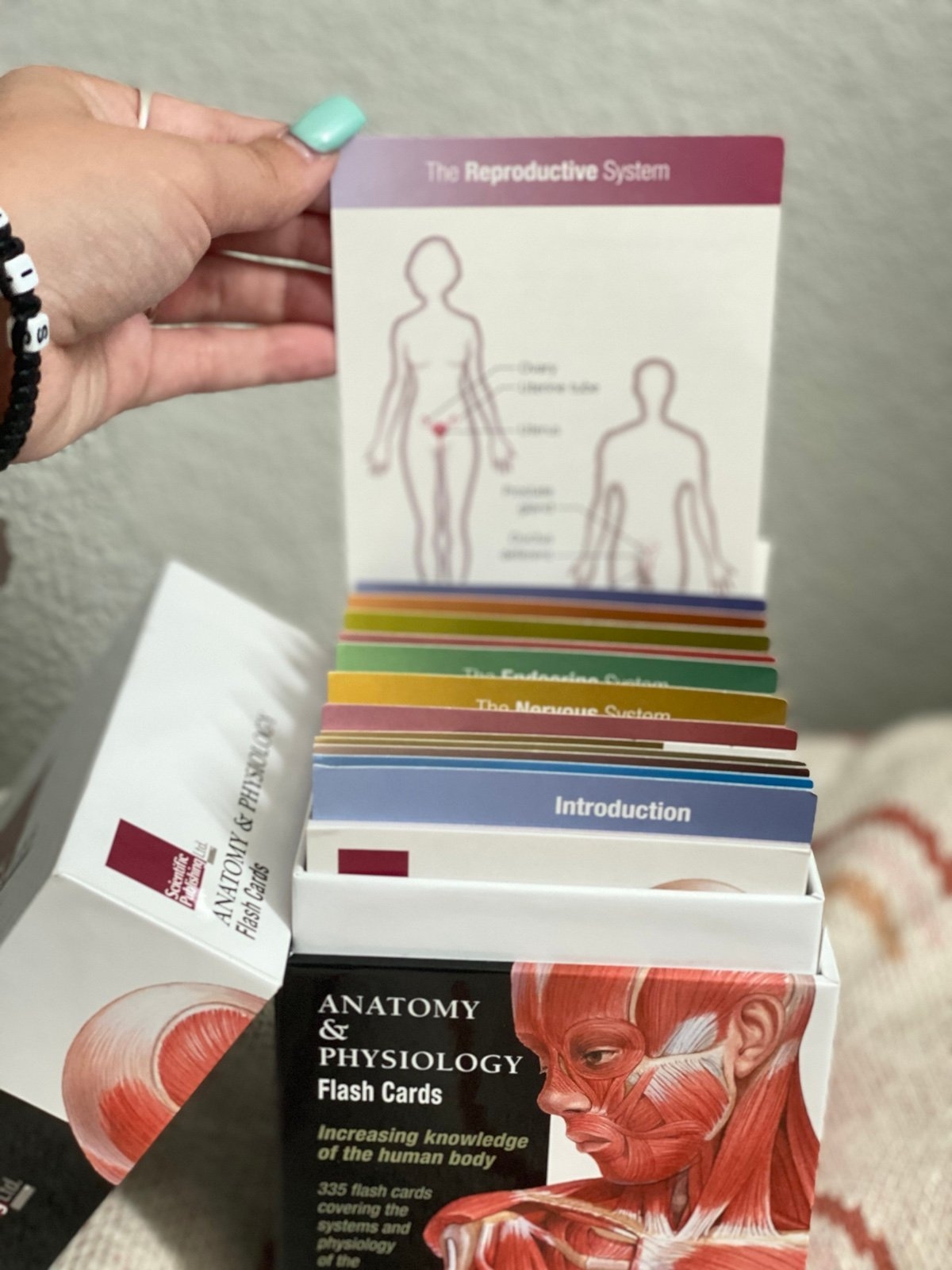 A P Flash Cards Other Office Supplies