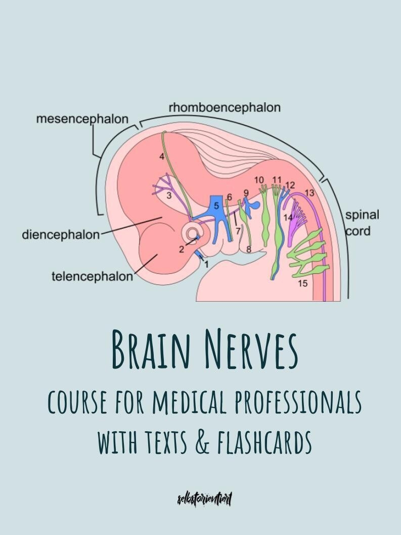 All Brain Nerves Texts Flashcards