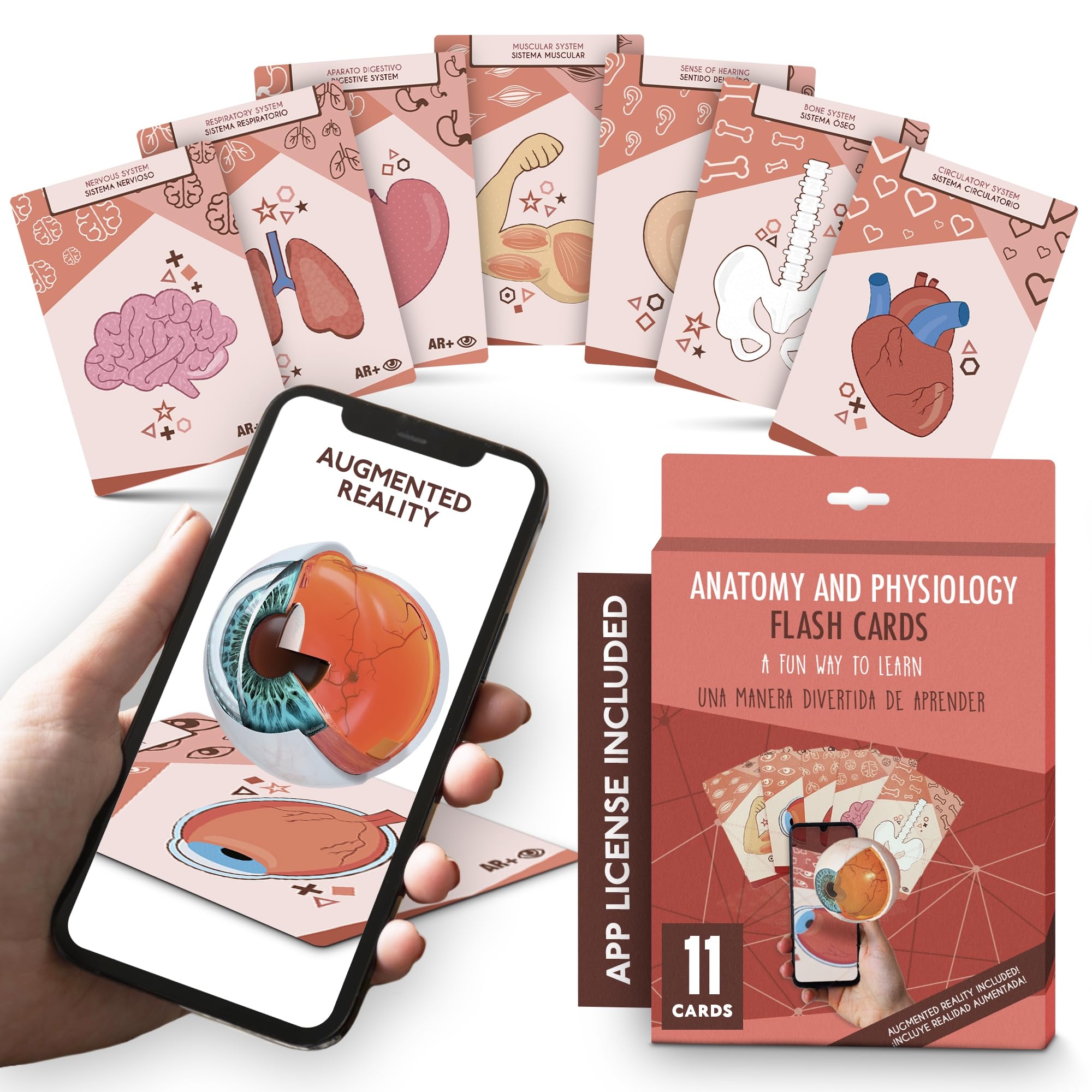 Amazon Anatomy Flash Cards Anatomy And Physiology Flashcards For Kids Augmented Reality App Included English And Spanish A P Body Parts Body Systems Learning Tool Study Tool Learning Toy Toys Games