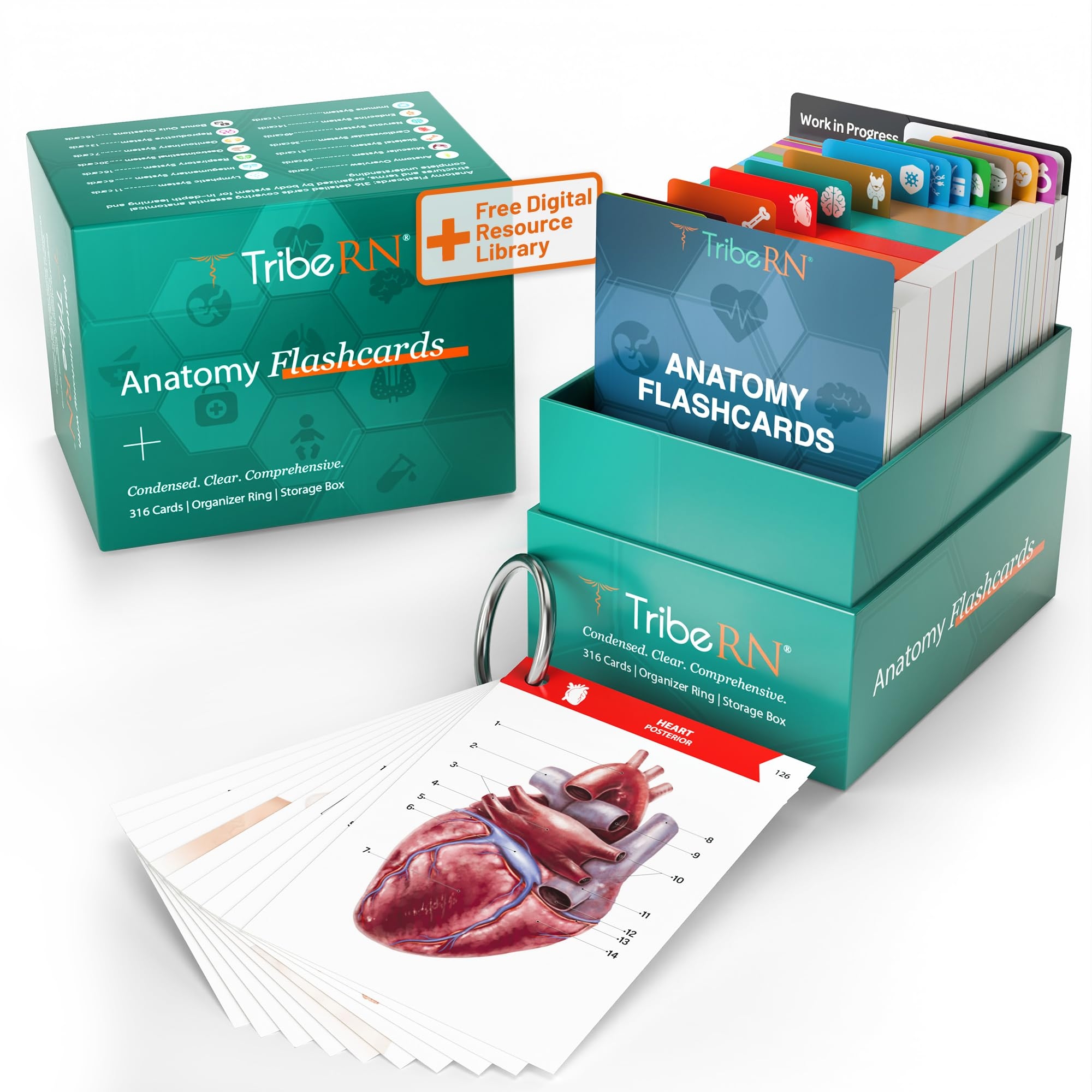 Amazon TribeRN Anatomy And Physiology Flash Cards 320 Study Resources For Students Human Anatomy Physiology Study Tools Medical Nursing School Essentials Durable Easy To Use Flashcards Toys Games