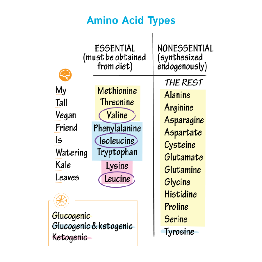 amino acids flashcards