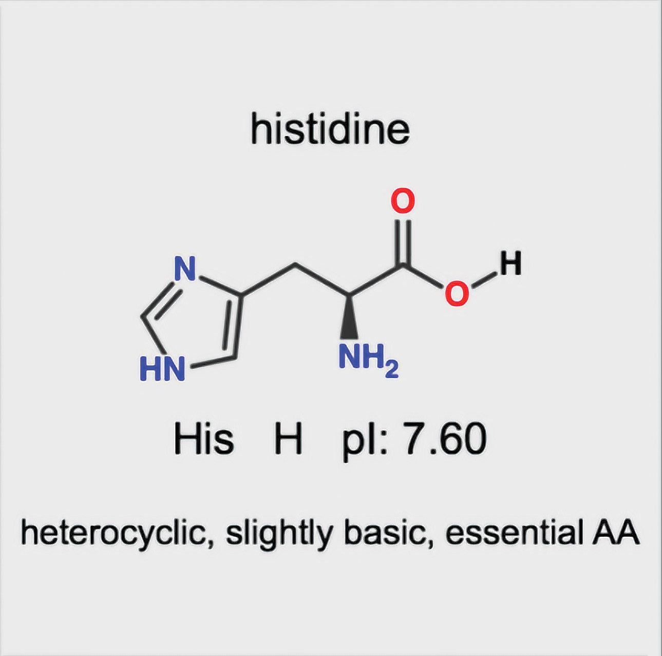 amino acid flashcards