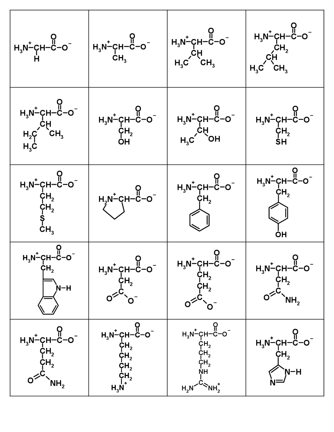 Aminoacid flashcards pdf Summaries Biochemistry Docsity