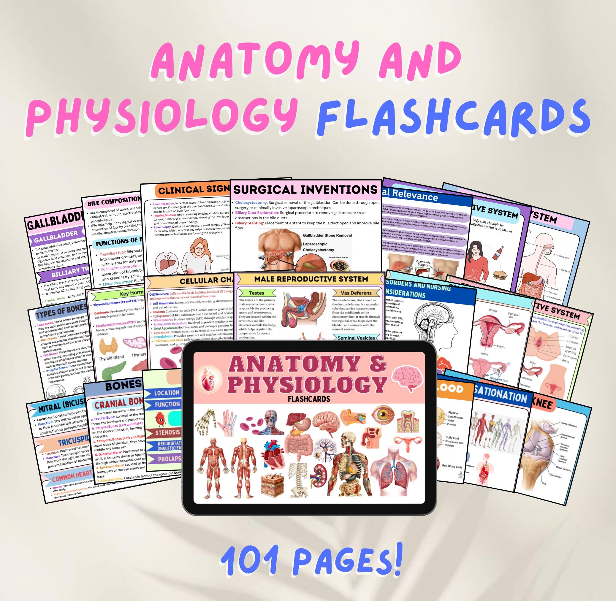 Anatomy And Physiology Flashcards Nursing Study Guide digital Download Etsy