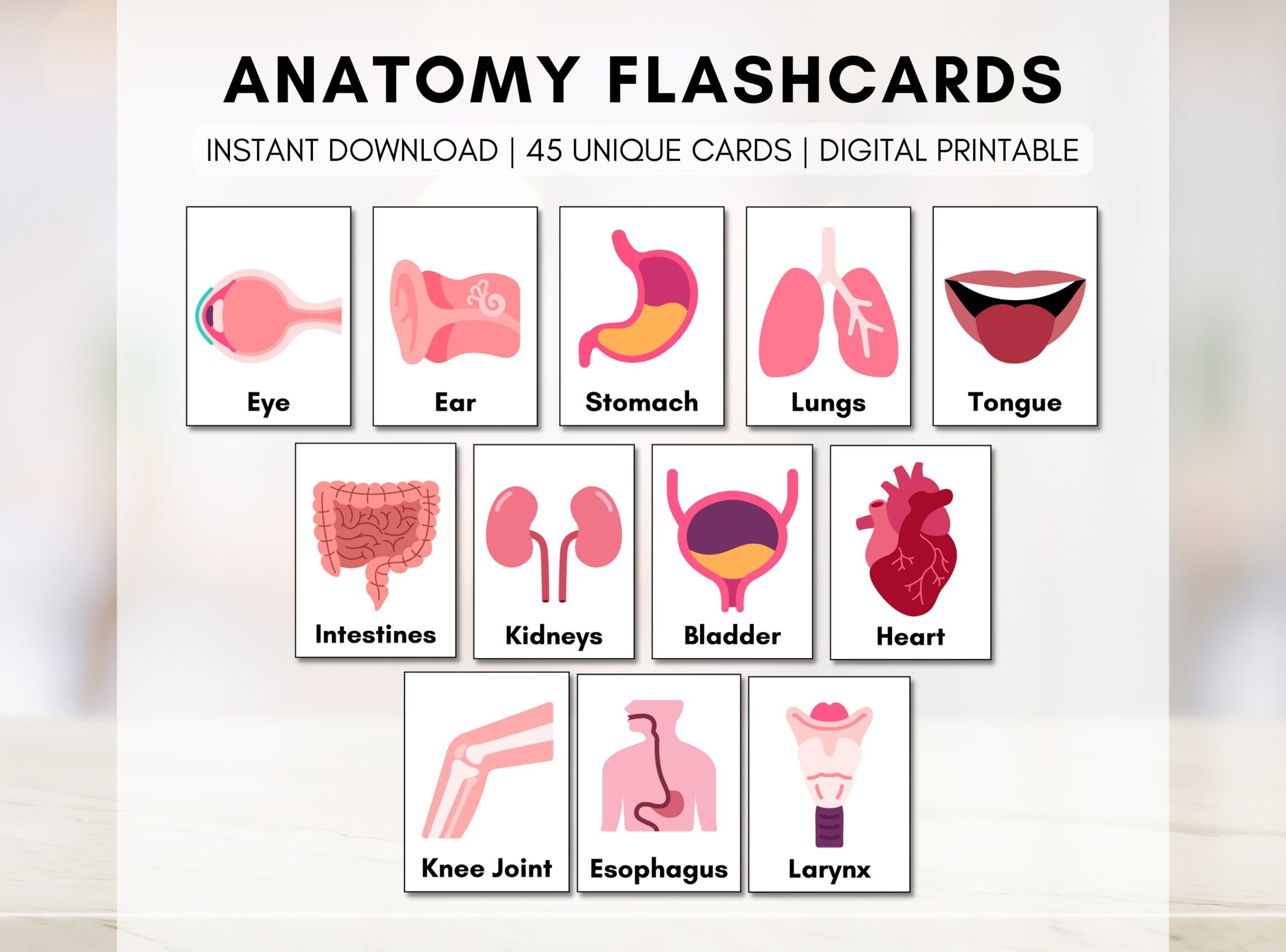 Anatomy Flash Cards Human Body Learning Classroom Education Health Learning Kids Science digital Printable Etsy Denmark