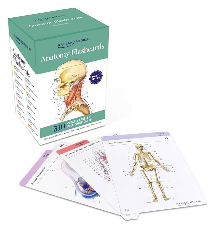 Anatomy Flashcards 300 Flashcards With Anatomically Precise Drawings And Exhaustive Descriptions 10 Customizable Bonus Cards And Sorting Ring For Custom Study 310 Clearly Labeled Full color Cards Tillotson Joanne McCann Stephanie Amazon de Books