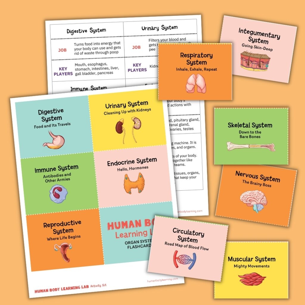Anatomy Flashcards For Kids To Learn Organ Systems