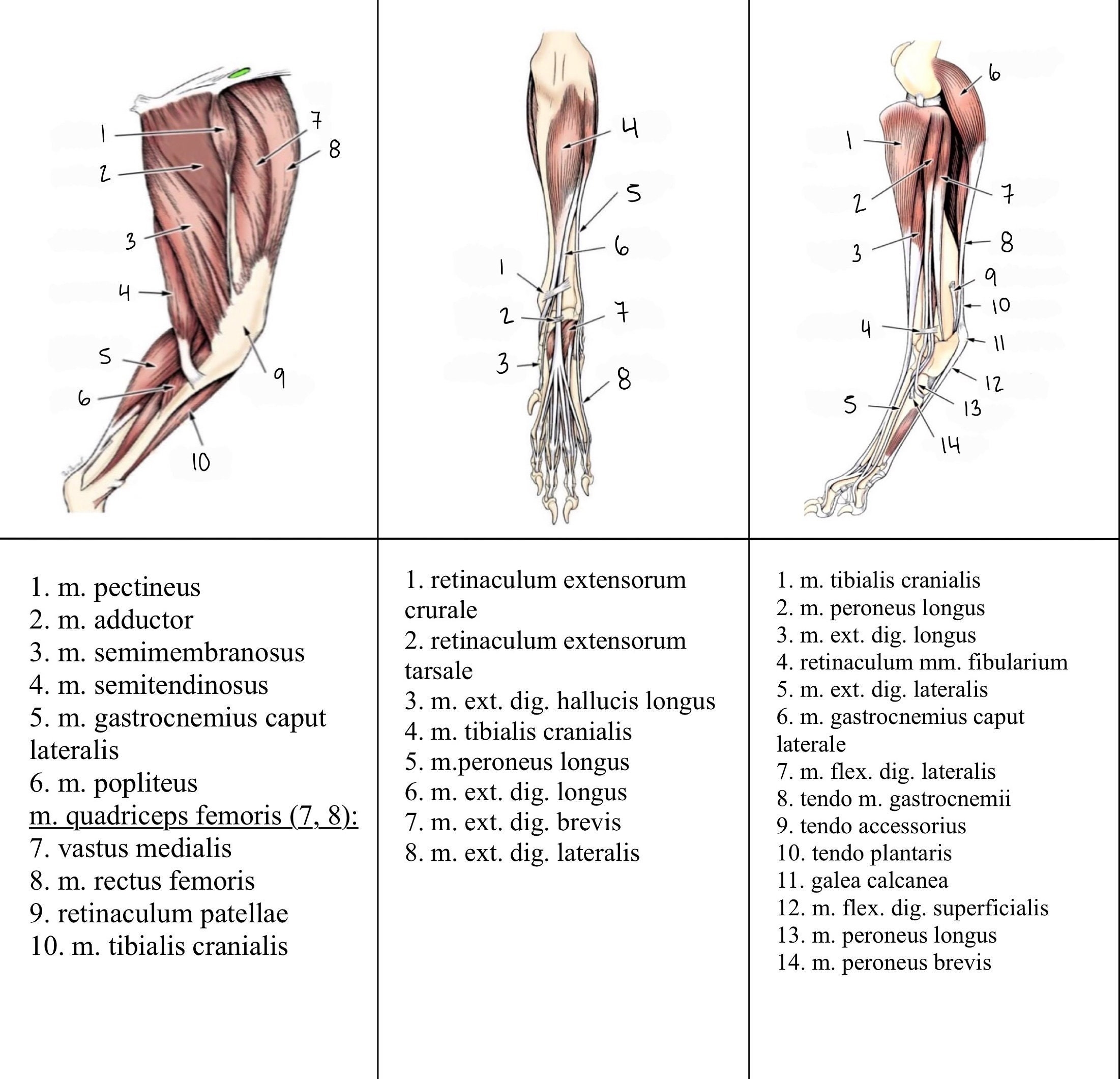 Anatomy Flashcards Muscles Of The Dog Printable Veterinary Flashcards Etsy