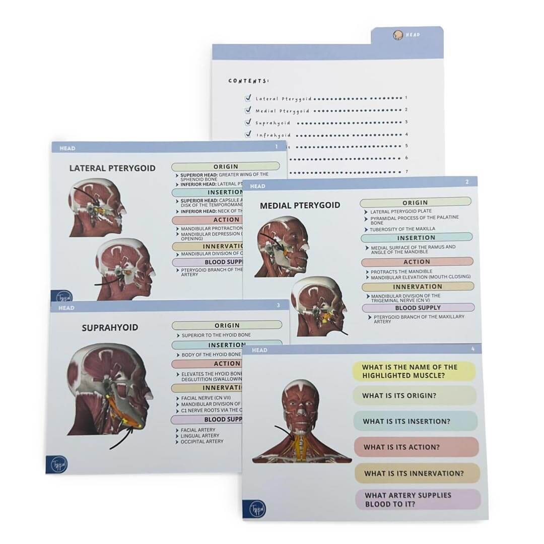musculoskeletal anatomy flashcards musculoskeletal anatomy flashcards