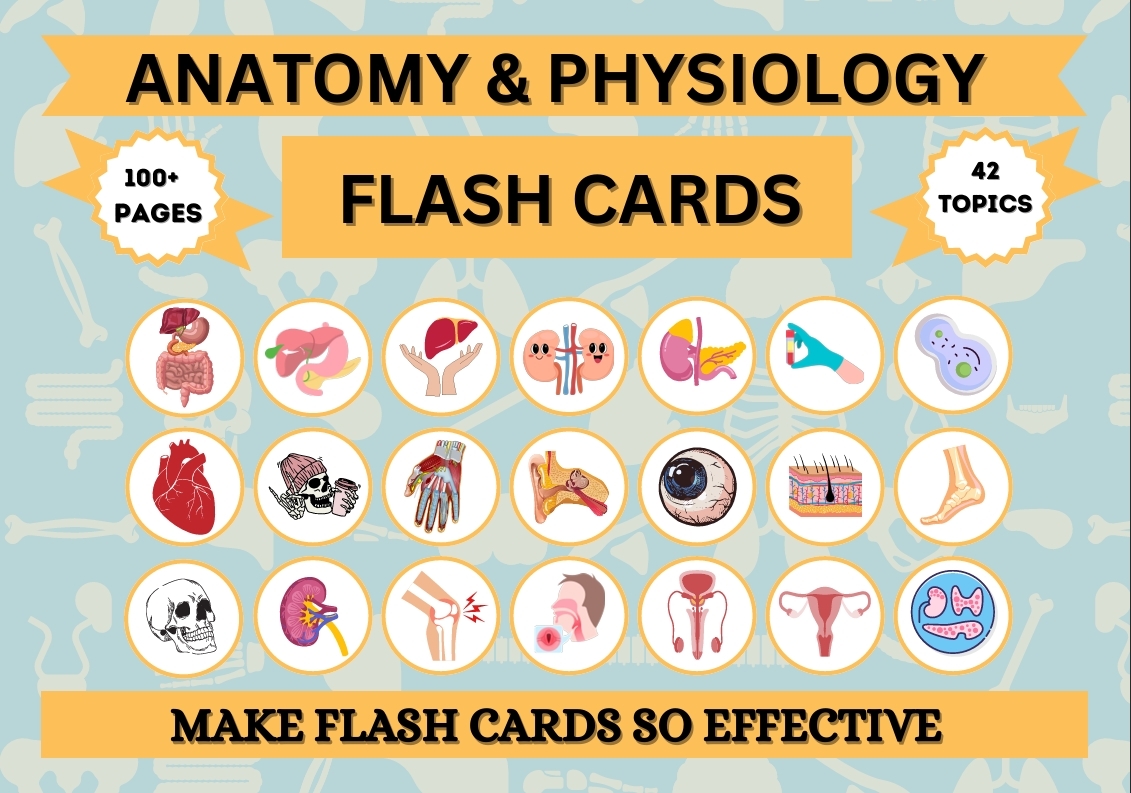 anatomy and physiology flashcards