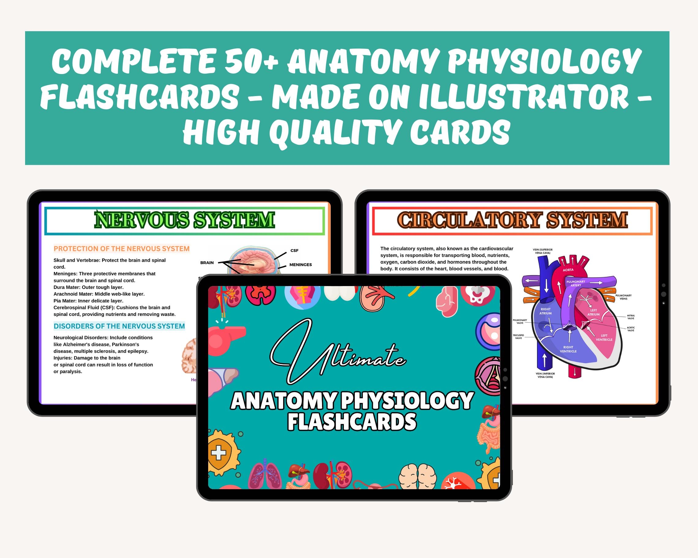 best anatomy and physiology flashcards