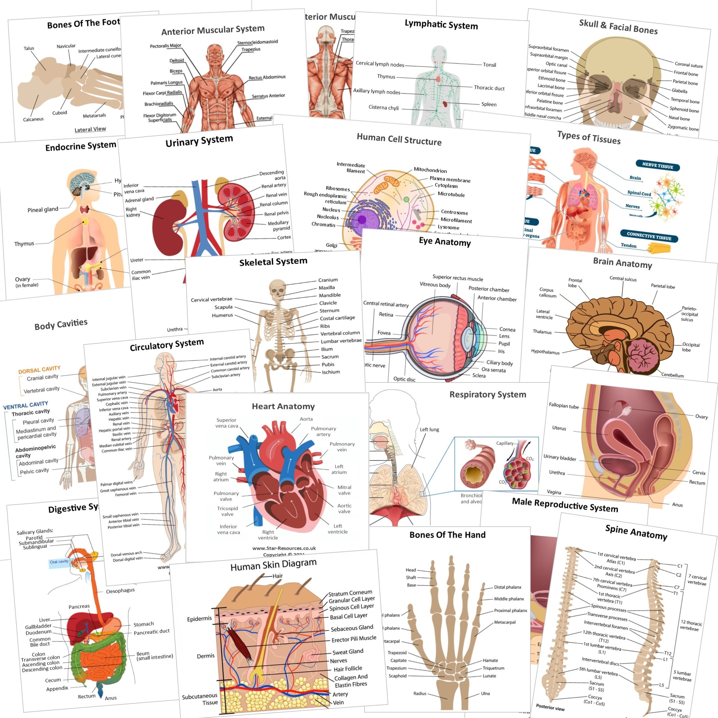 Anatomy Physiology Revision Flash Cards Medical Student Study Aid Etsy