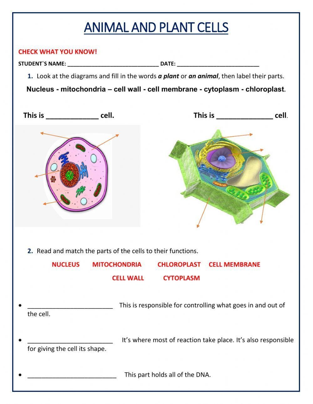 Animal And Plant Cell Worksheet Live Worksheets Worksheets Library