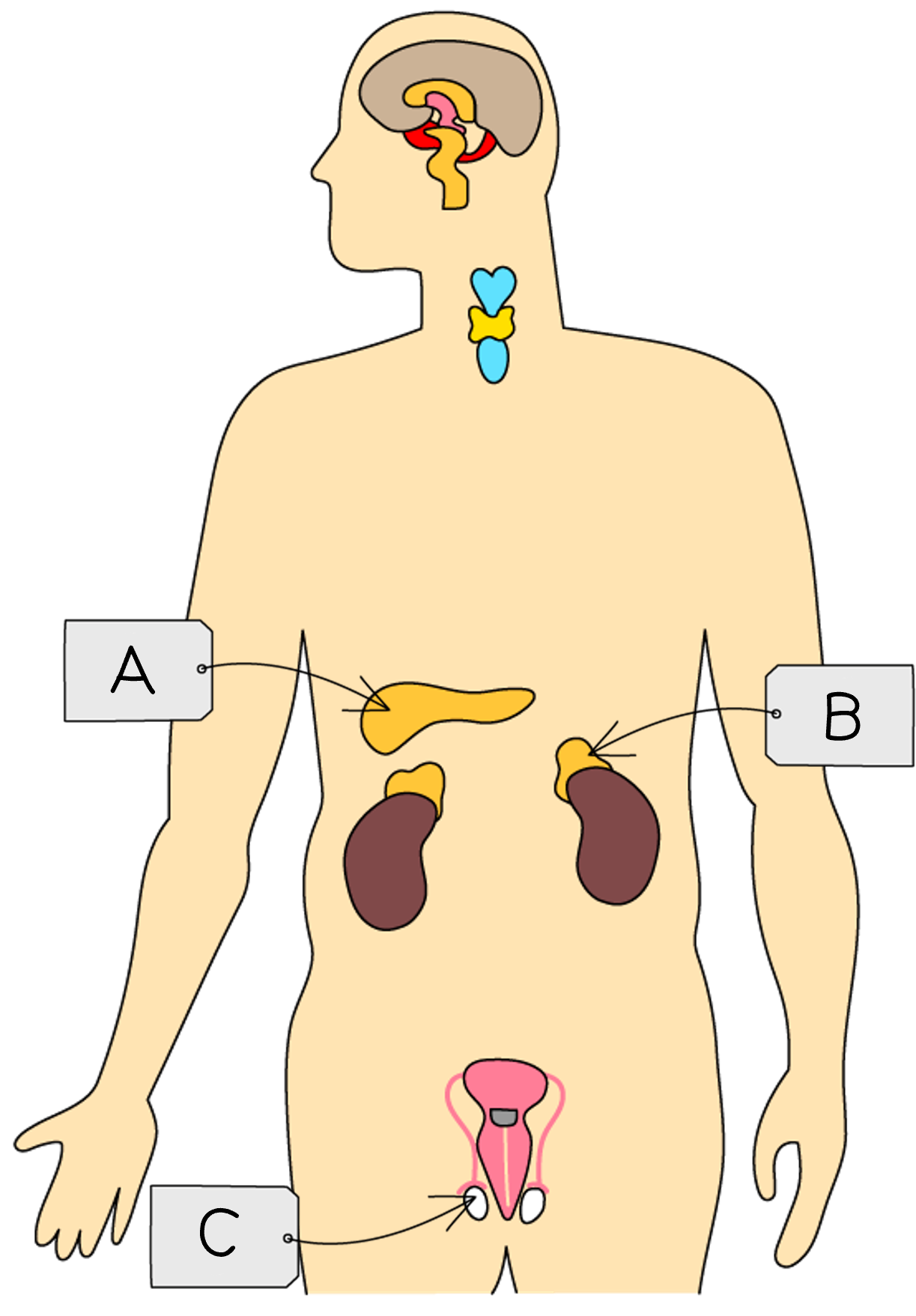 Animal Hormones Flashcards Edexcel GCSE Biology 