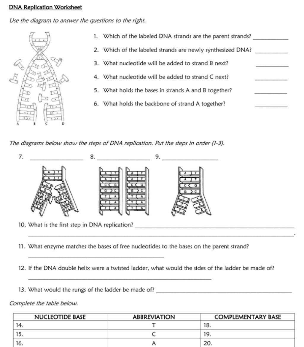 ANSWERED DNA Replication Worksheet Use The Diagram To Answer The Kunduz