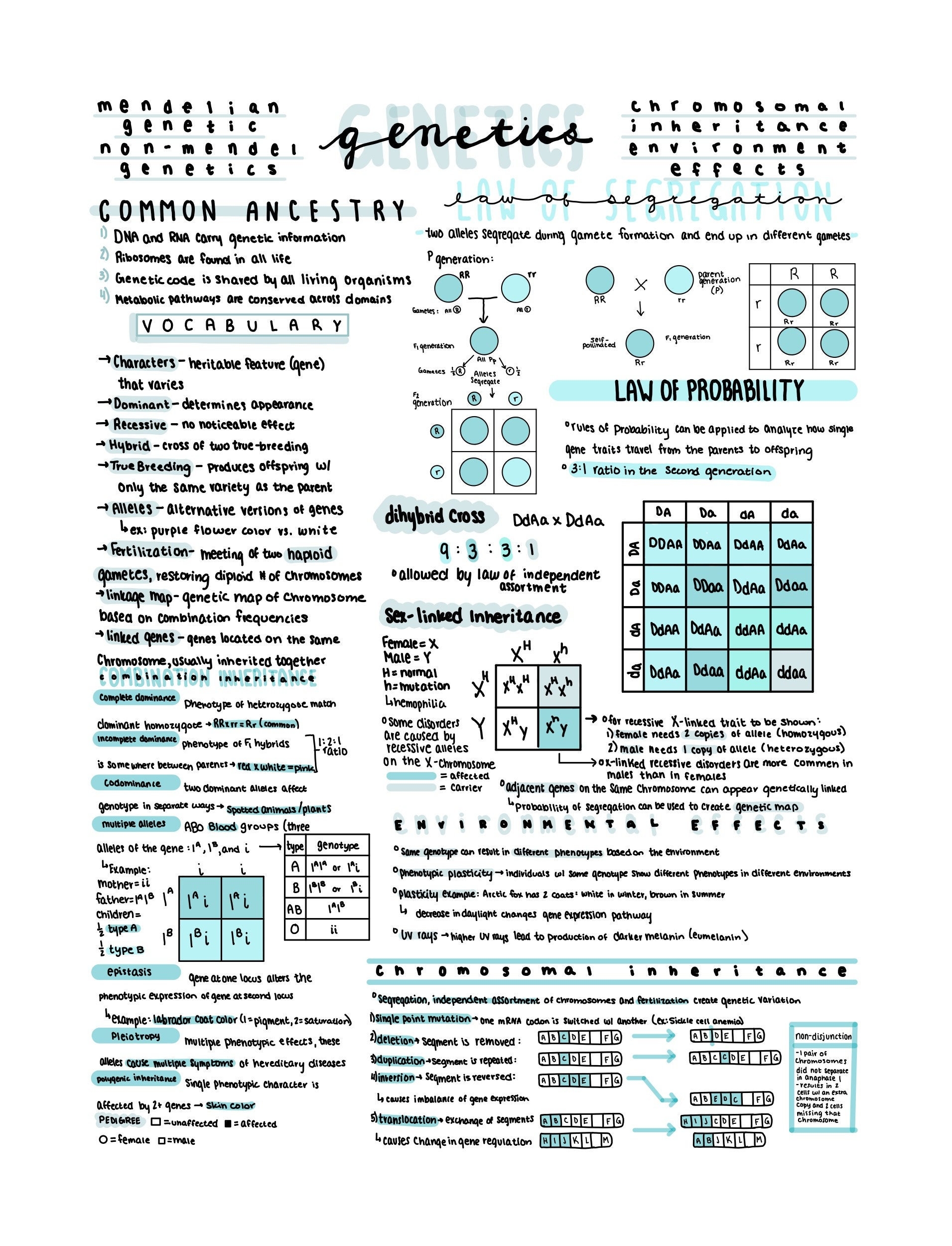Ap Biology One Pager Etsy