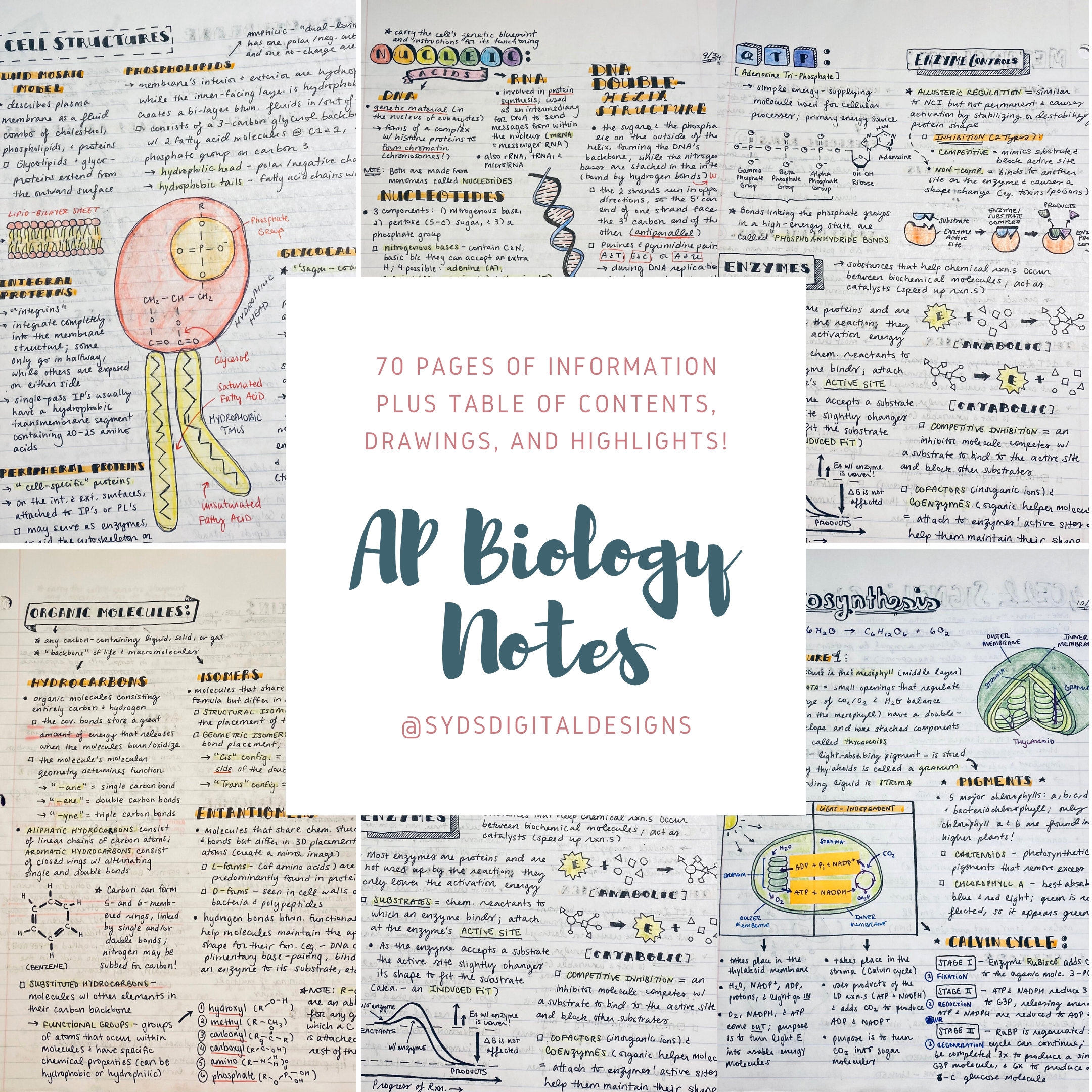 Ap Biology One Pager Etsy