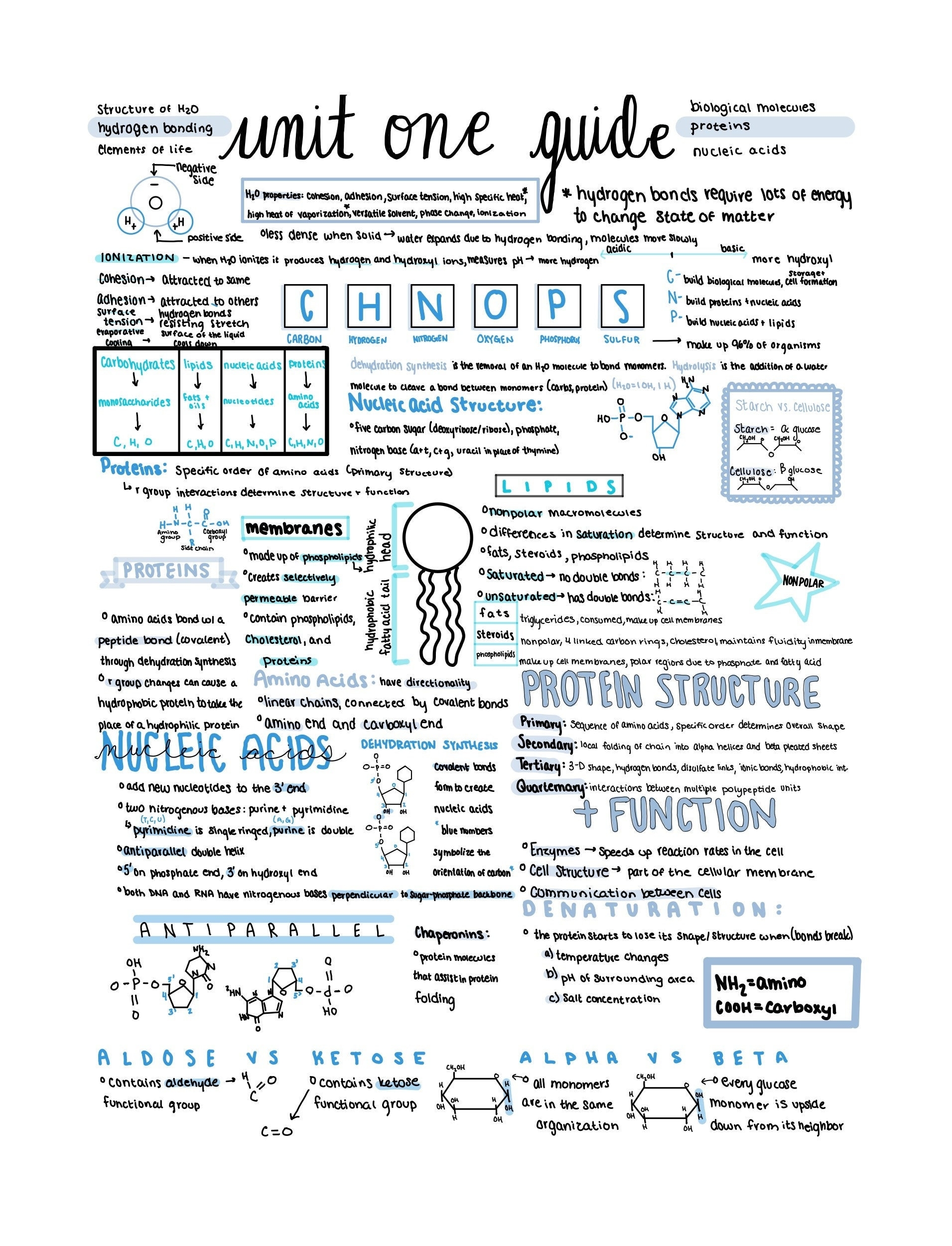 Ap Biology One Pager Etsy