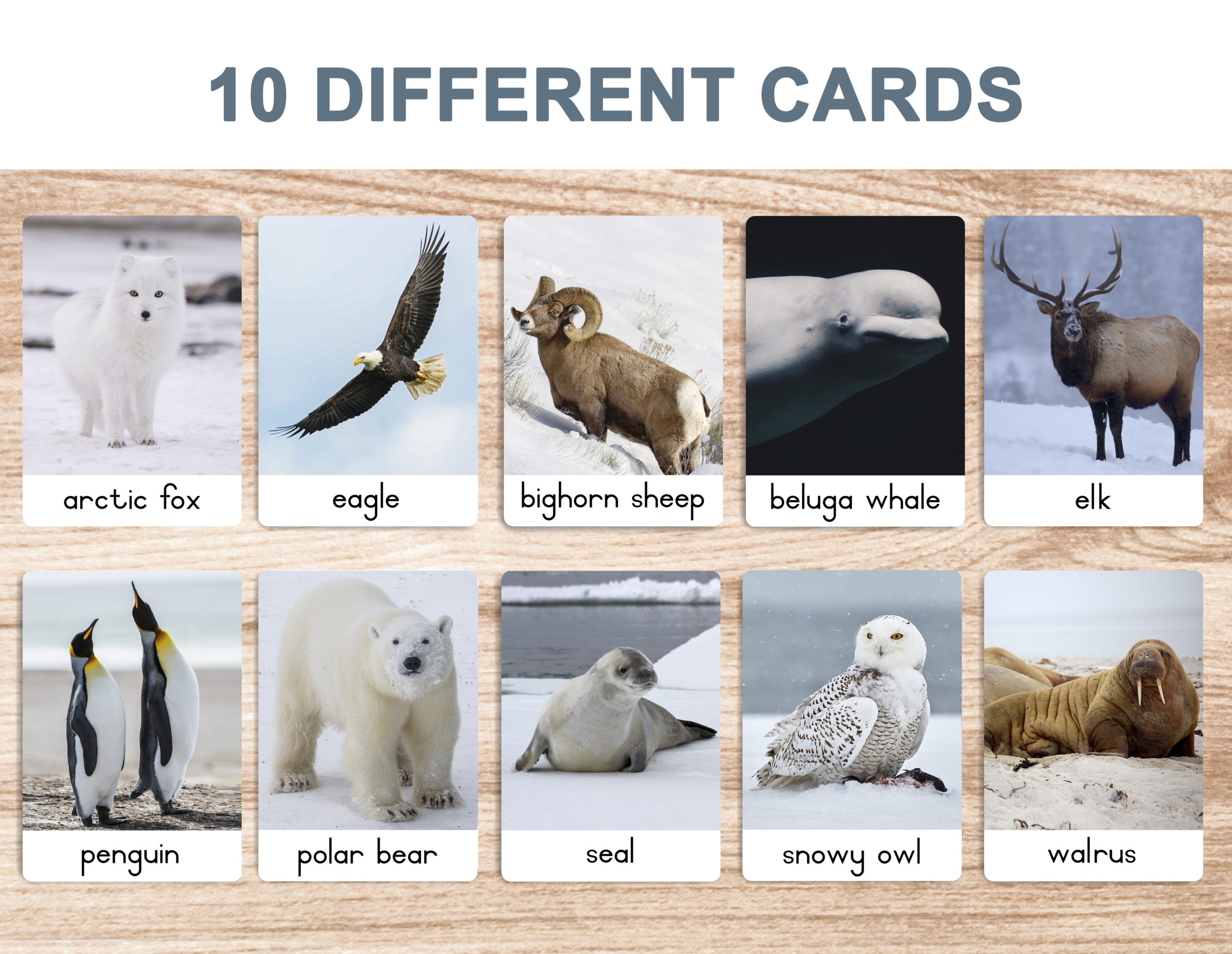 Arctic Animals Flash Cards Montessori 3 Part Cards Printable Moon Child South Africa