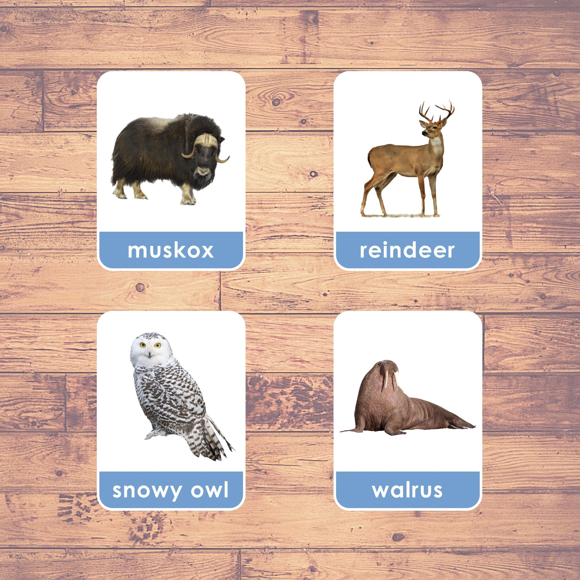 arctic animals flashcards
