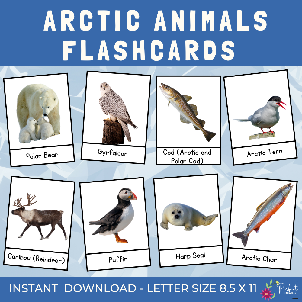Arctic Animals Flashcards Winter Polar Animal 3 Parts Montessori Cards Teaching Resources