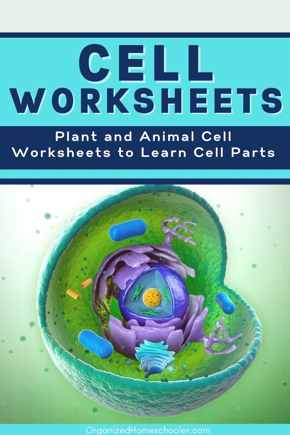 Awesome Collection Of Plant And Animal Cell Worksheets The Organized Homeschooler