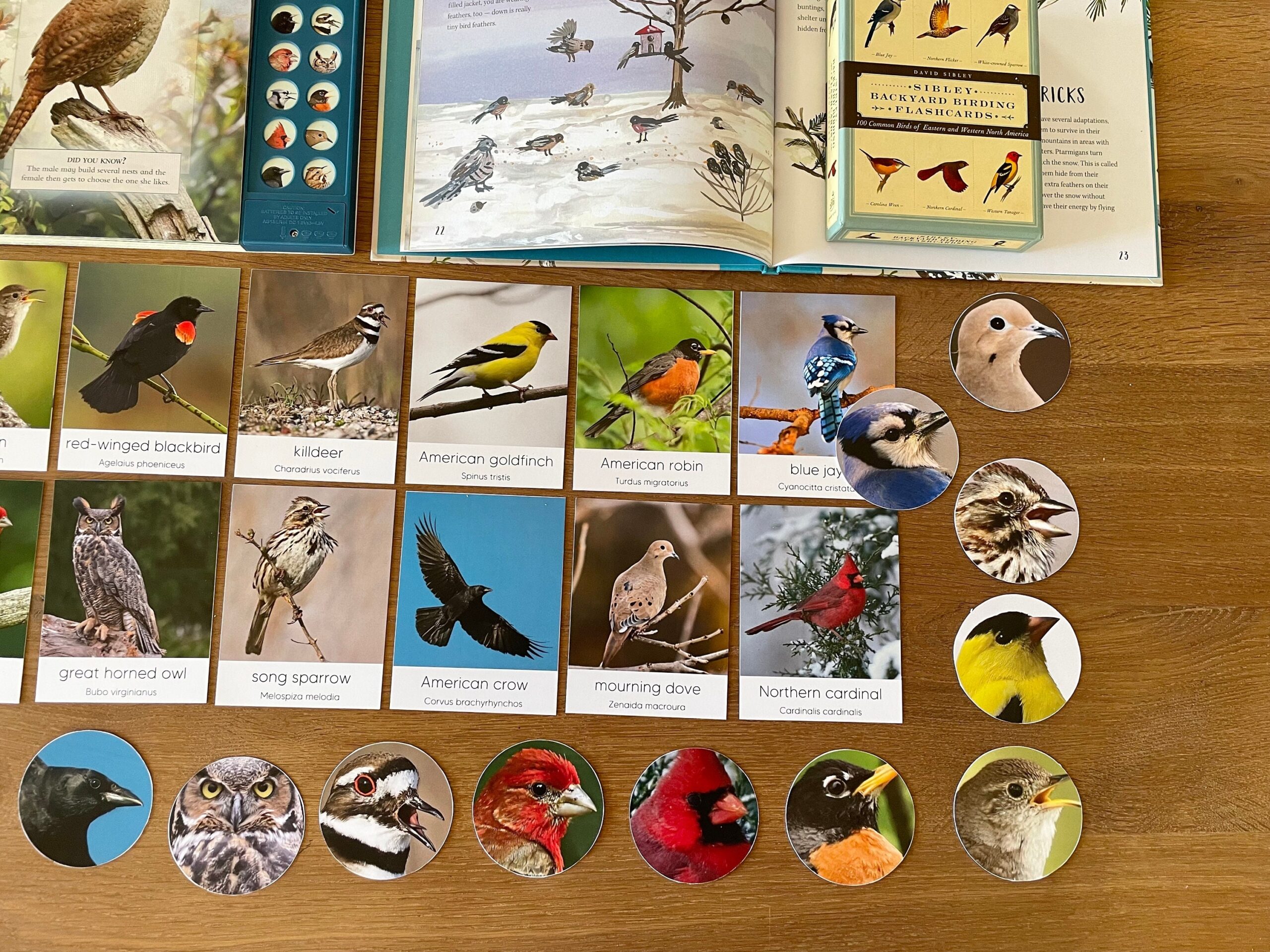 sibley backyard birding flashcards