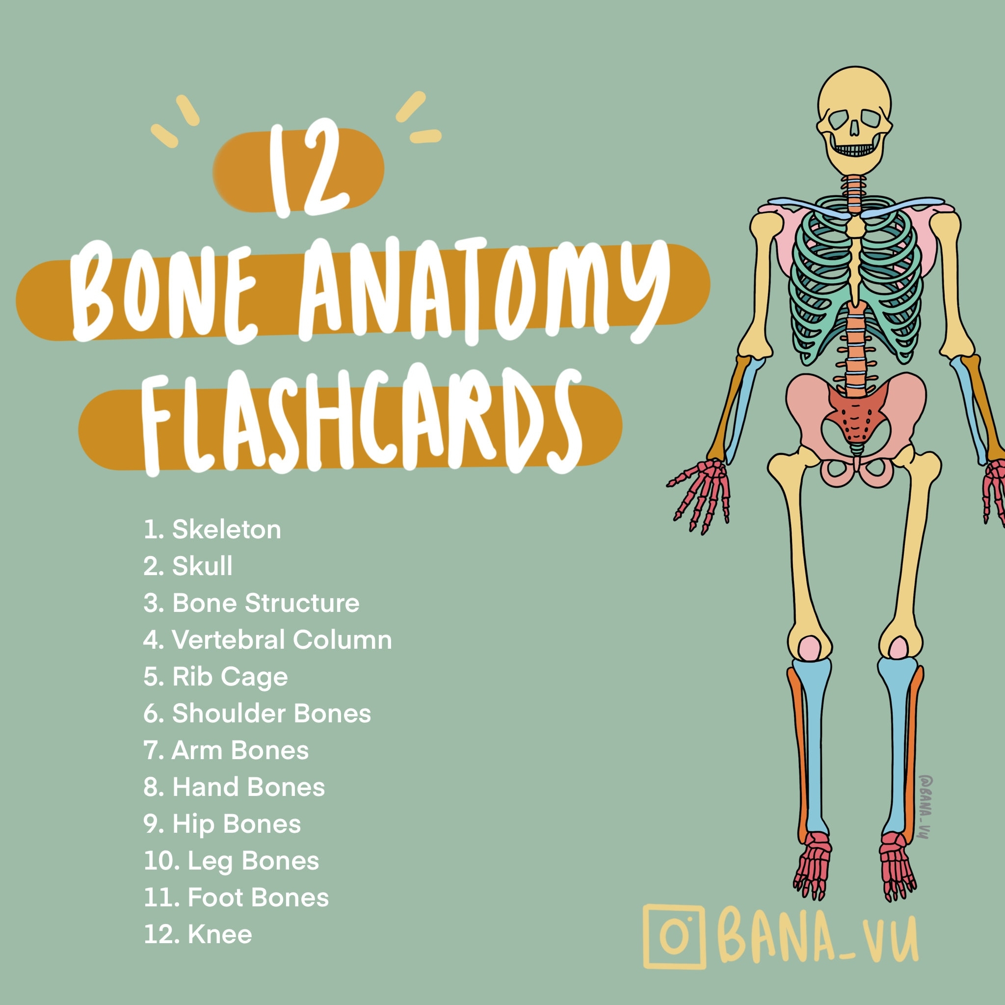 Basic Anatomy Flashcards PDF Etsy Canada