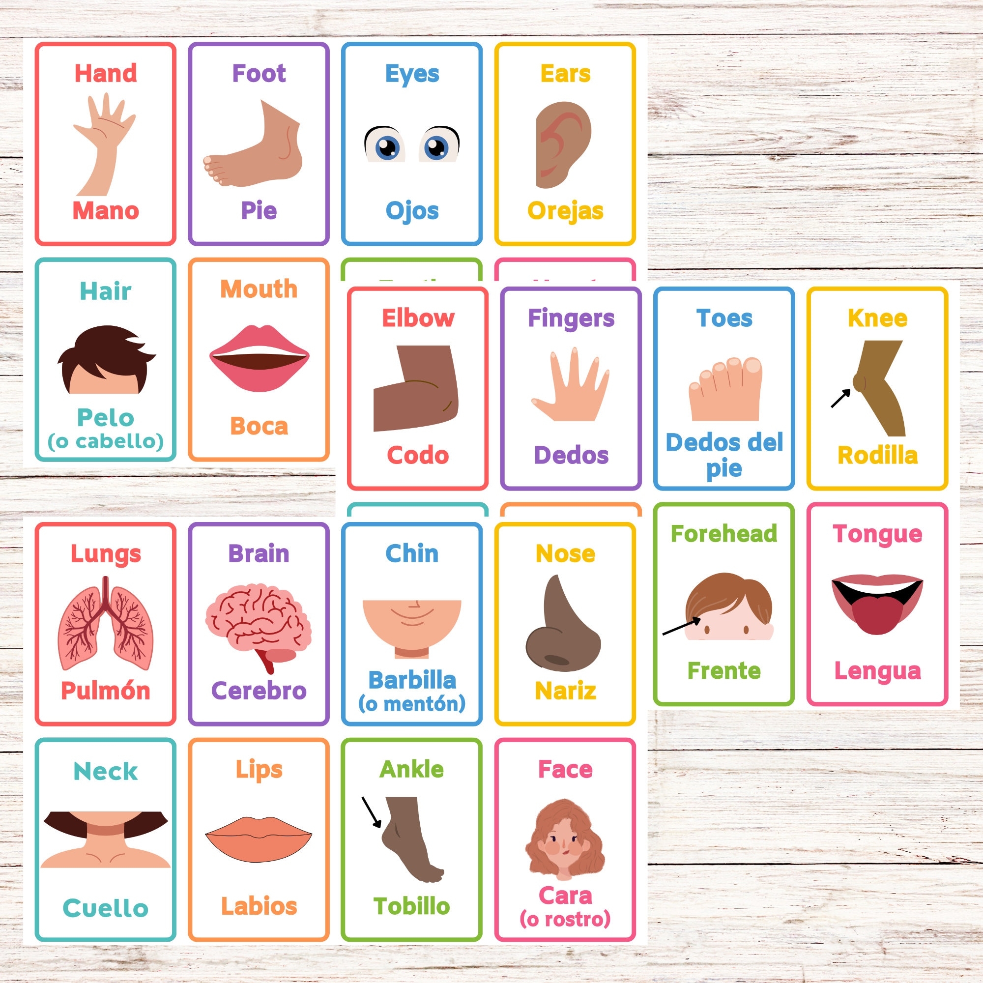 Bilingual Body Parts Flashcards spanish And English Printable Etsy UK