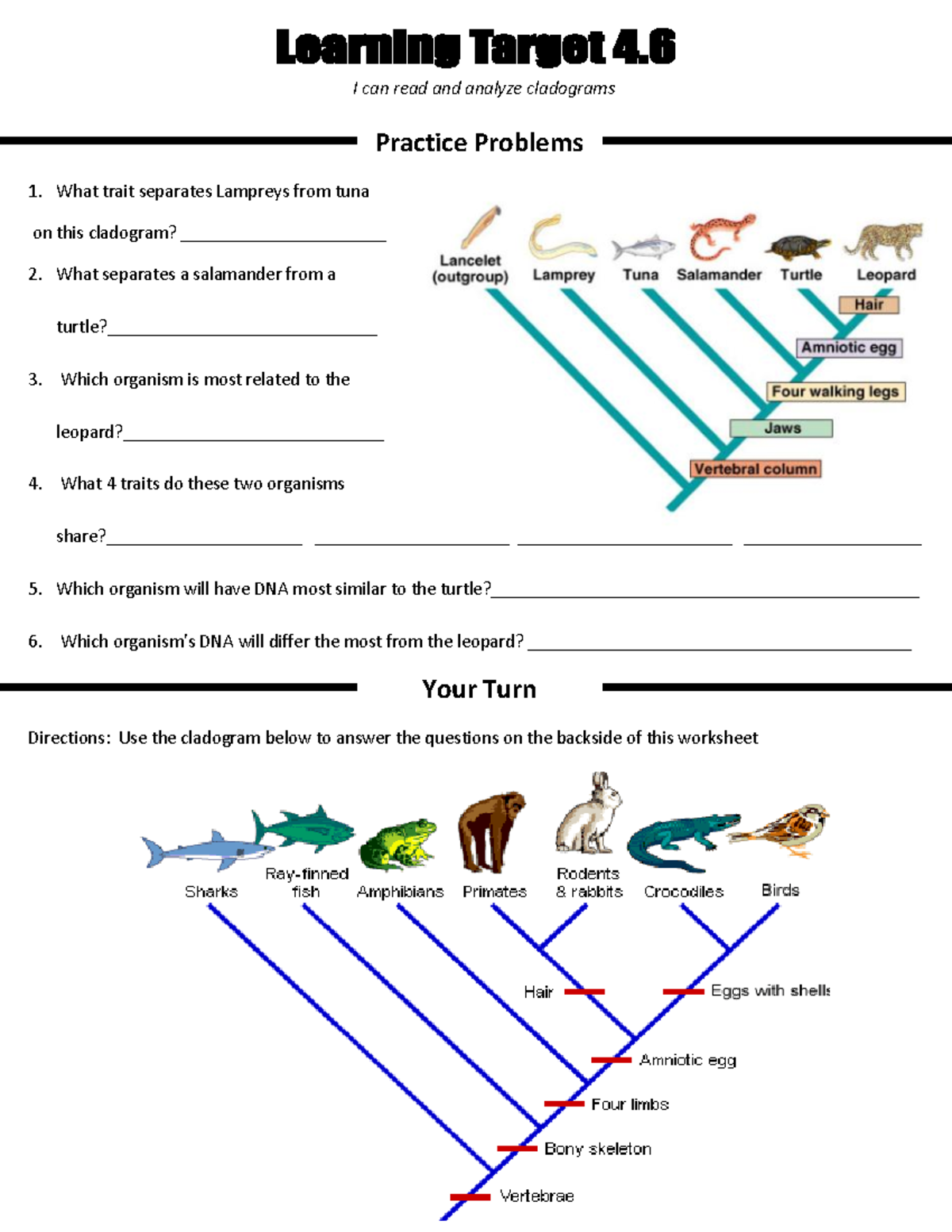 BIO 101 Phylogenetic Tree Practice Worksheet 2 Cladogram Analysis Studocu