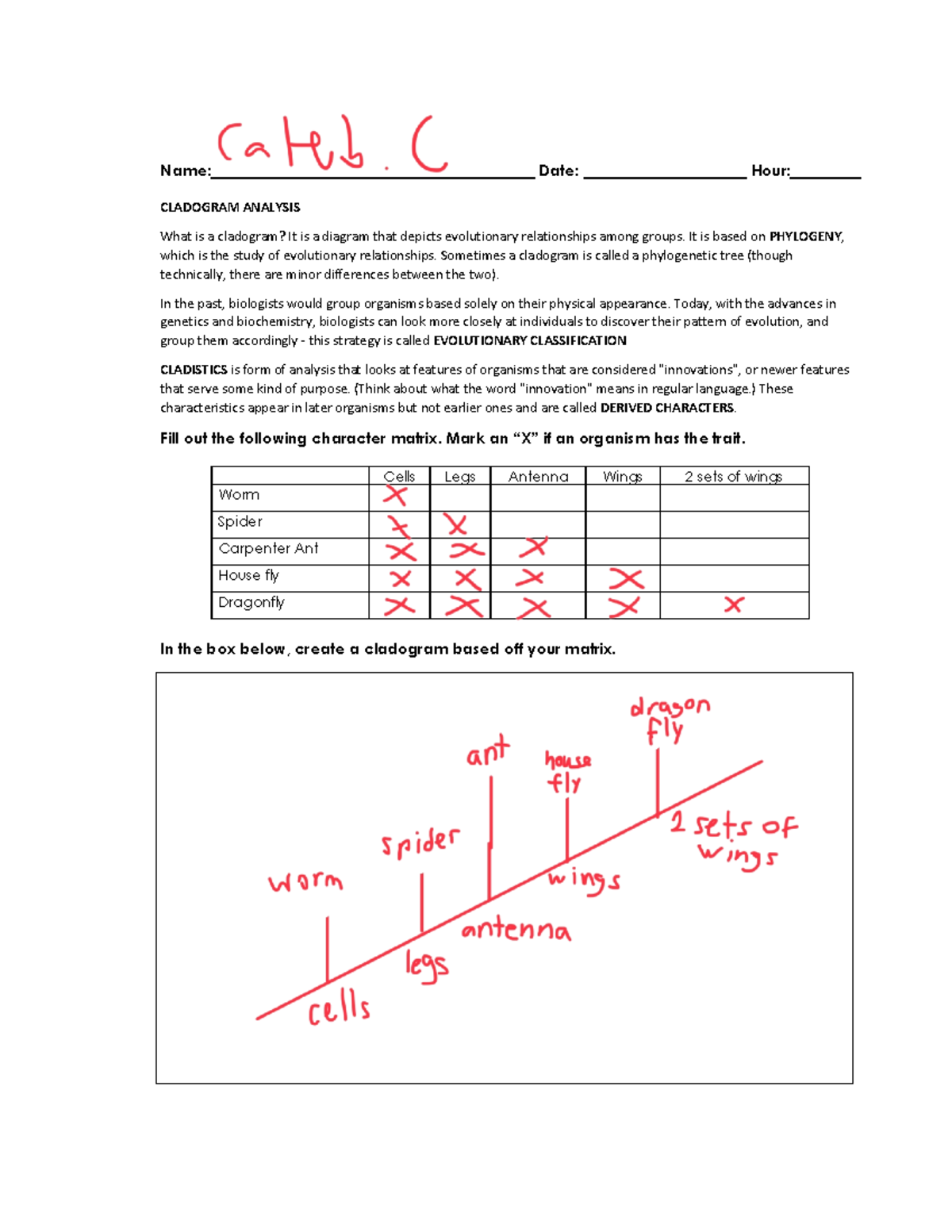 cladogram worksheet with answers
