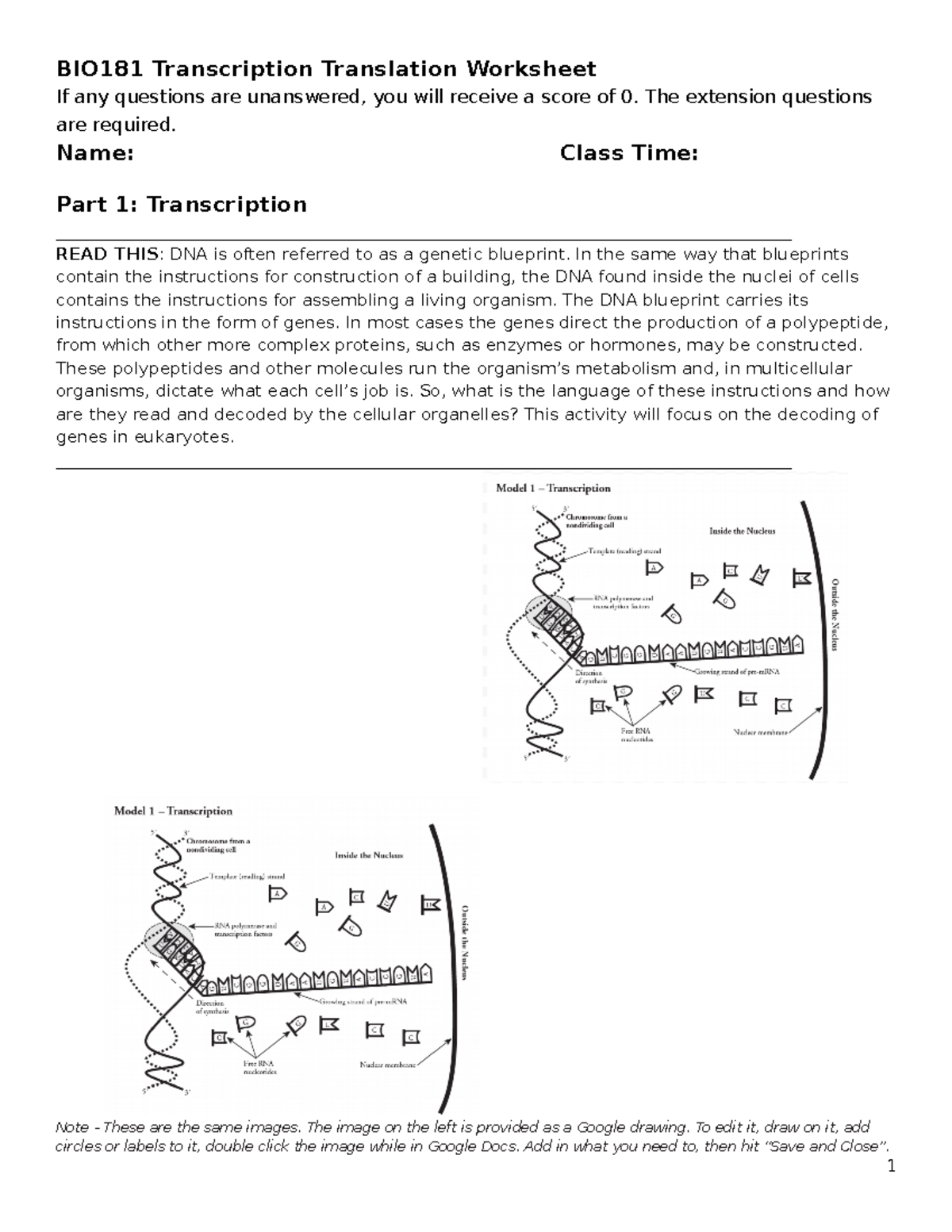 BIO181 Transcription Translation Worksheet Repaired BIO181 Transcription Translation Worksheet Studocu