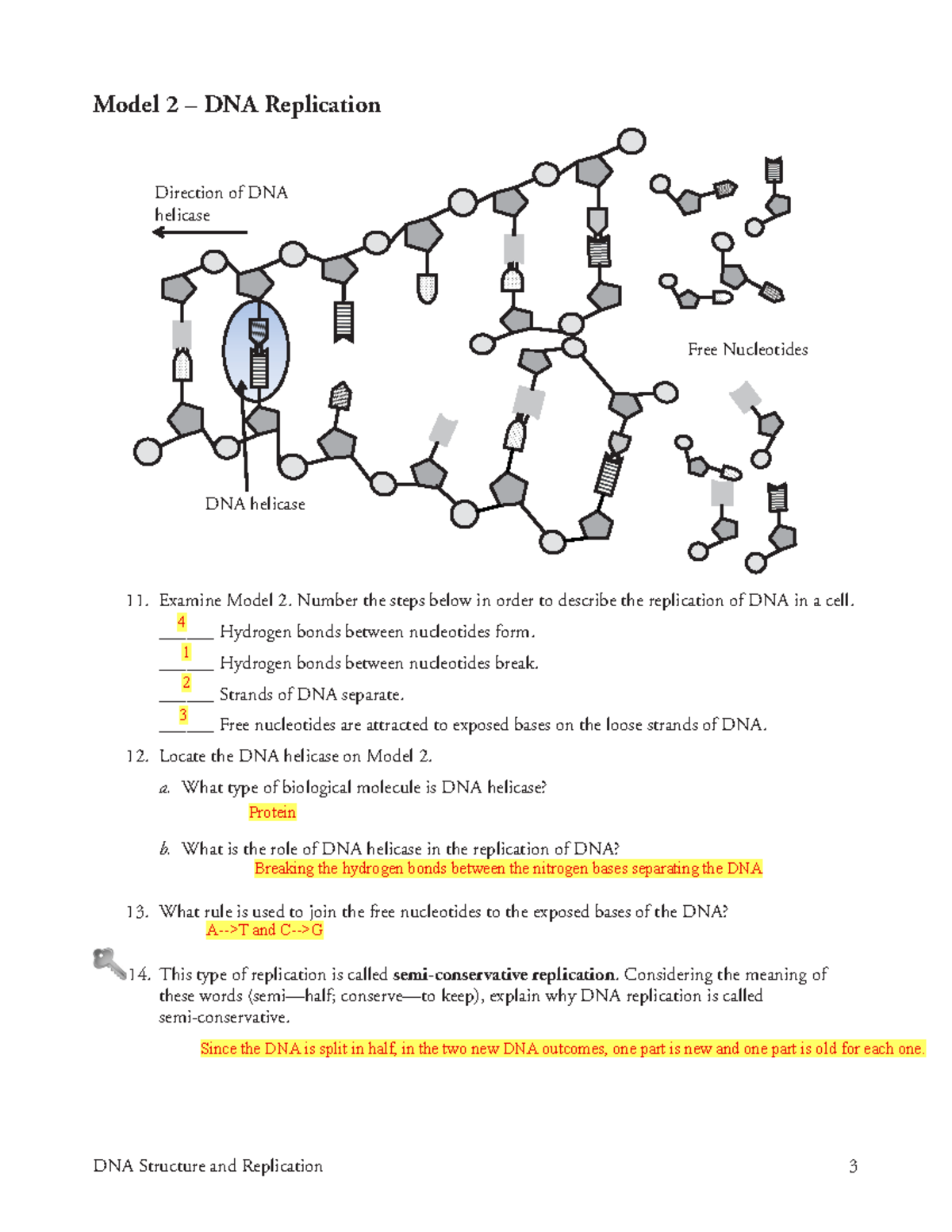 Biology 1 DNA Replication Model DNA Structure And Replication 3 Model 2 DNA Replication Studocu