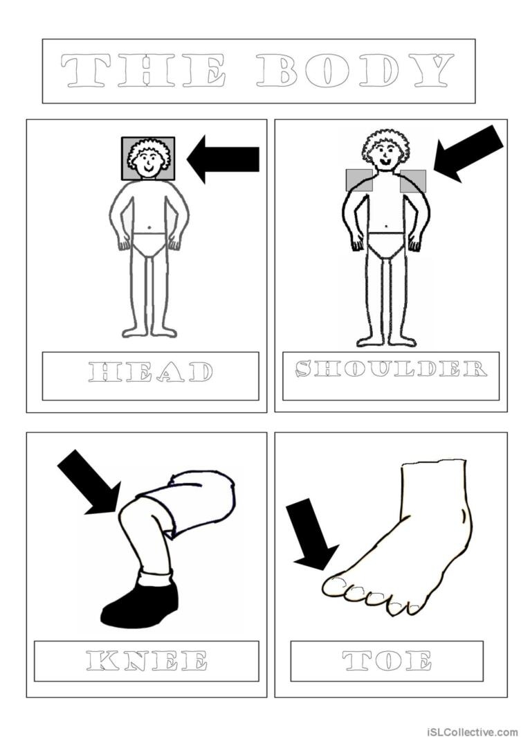 Body 1 Of 3 Vocabulary Flashcards An English ESL Worksheets Pdf Doc