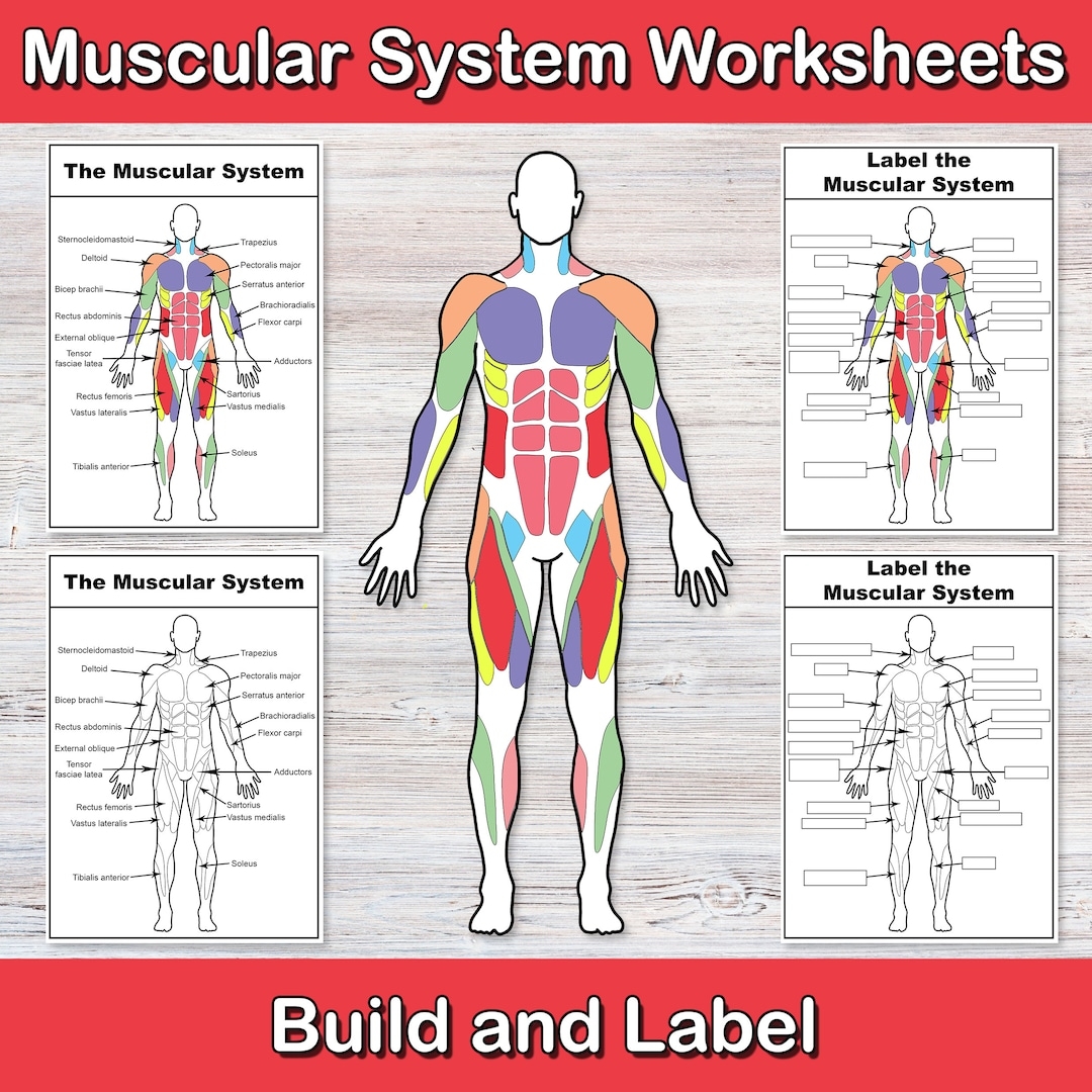 Build And Label The Muscular System Anatomy Worksheets Muscle Activities Human Body Biology For Middle School High School My Body Etsy