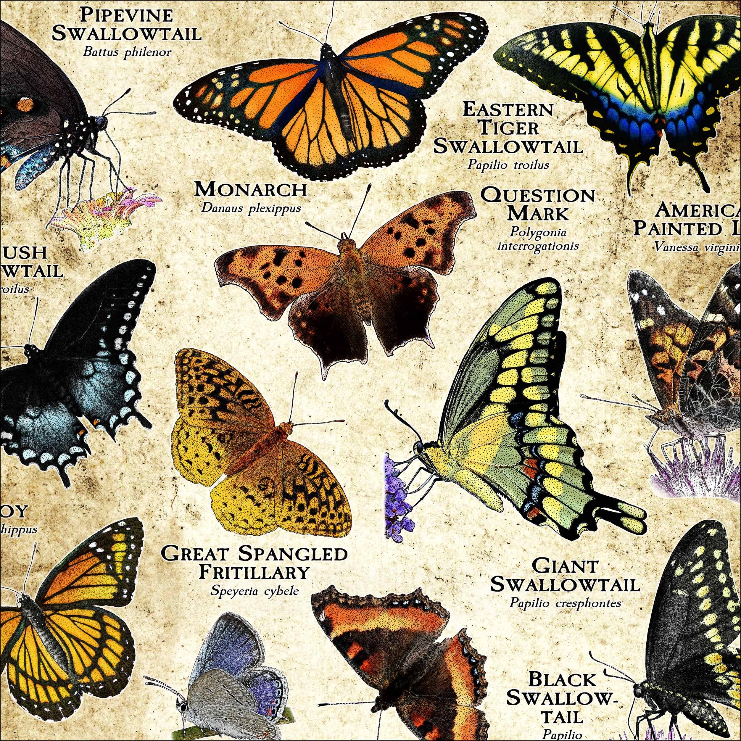 Butterflies Of New York Poster Print field Guide SIGNED BY ARTIST Etsy