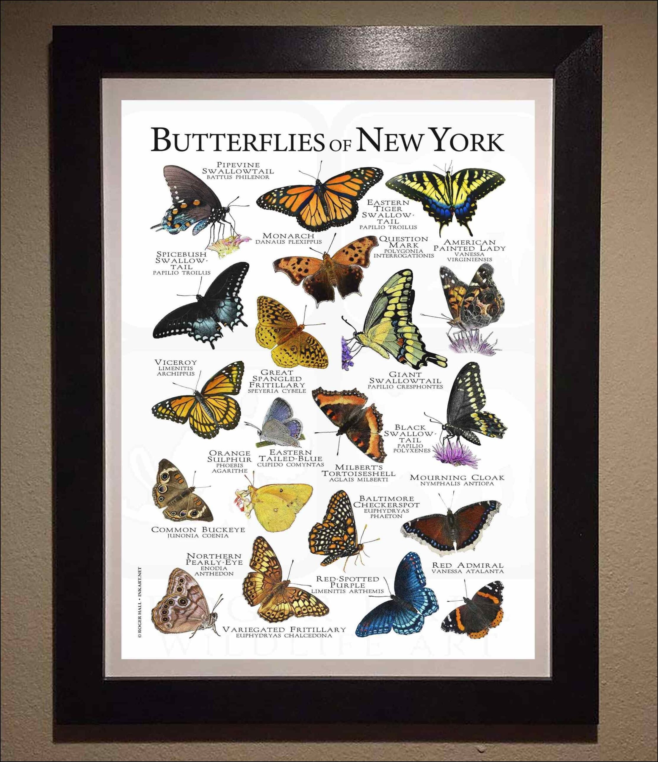 Butterflies Of New York Poster Print field Guide SIGNED BY ARTIST Etsy