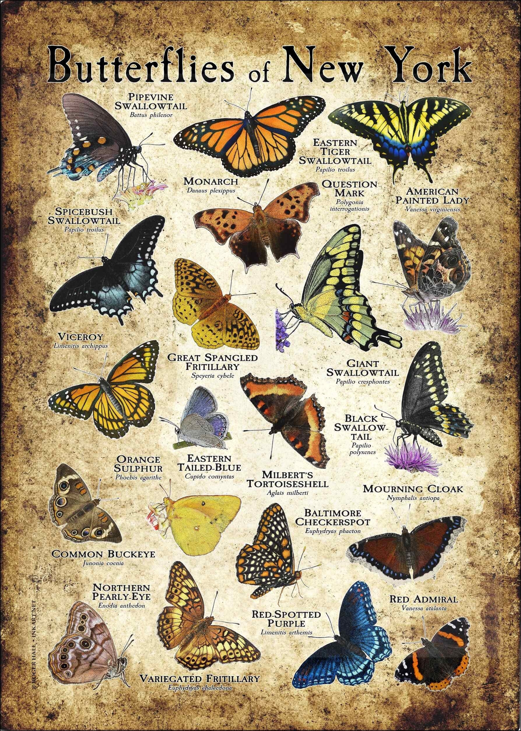 Butterflies Of New York Poster Print field Guide SIGNED BY ARTIST Etsy