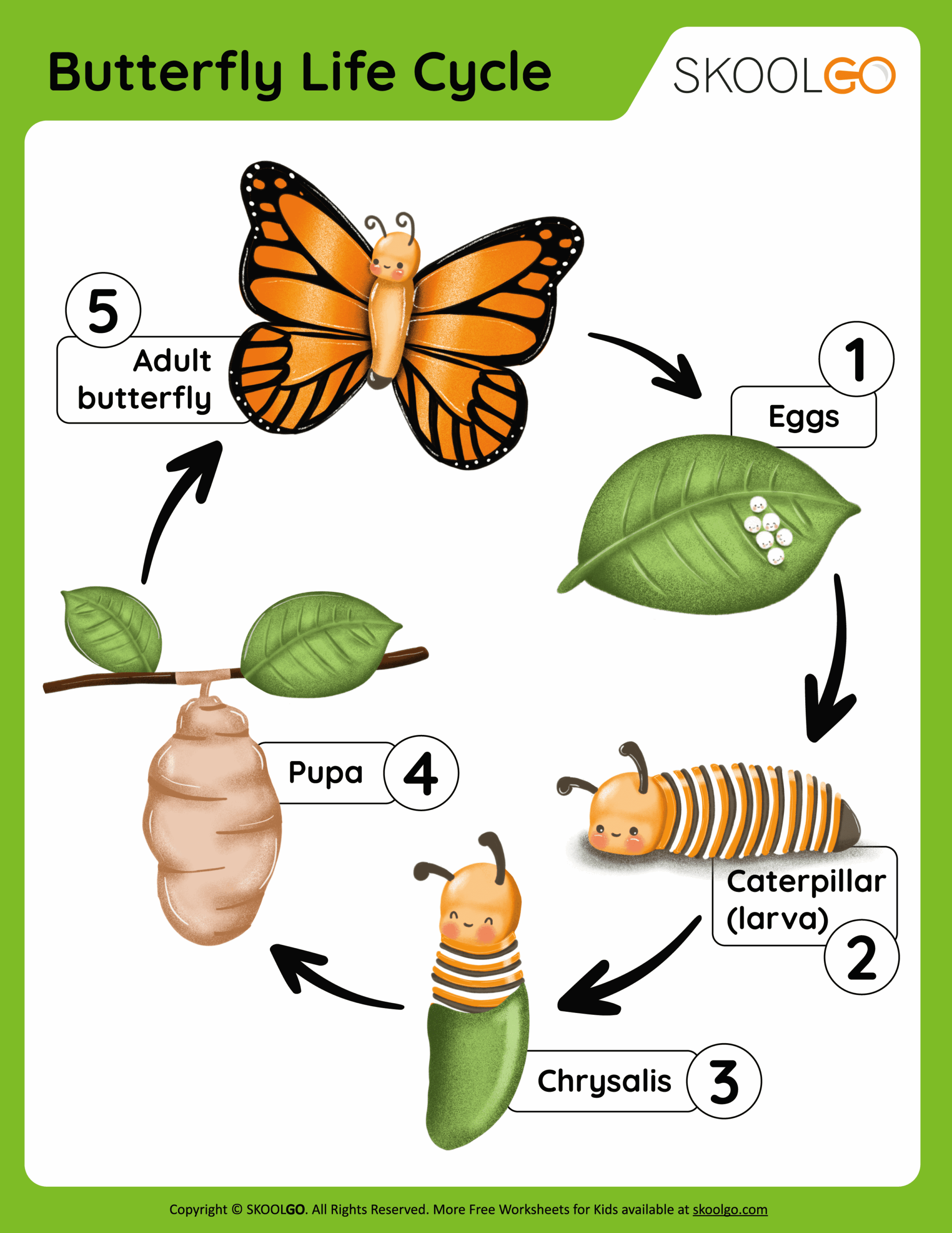 Butterfly Life Cycle Free Worksheet SKOOLGO
