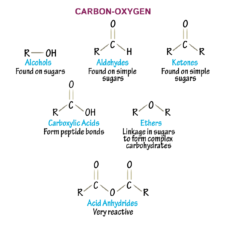 Carbon Oxygen Biochemistry Flashcards Ditki Medical And Biological Sciences