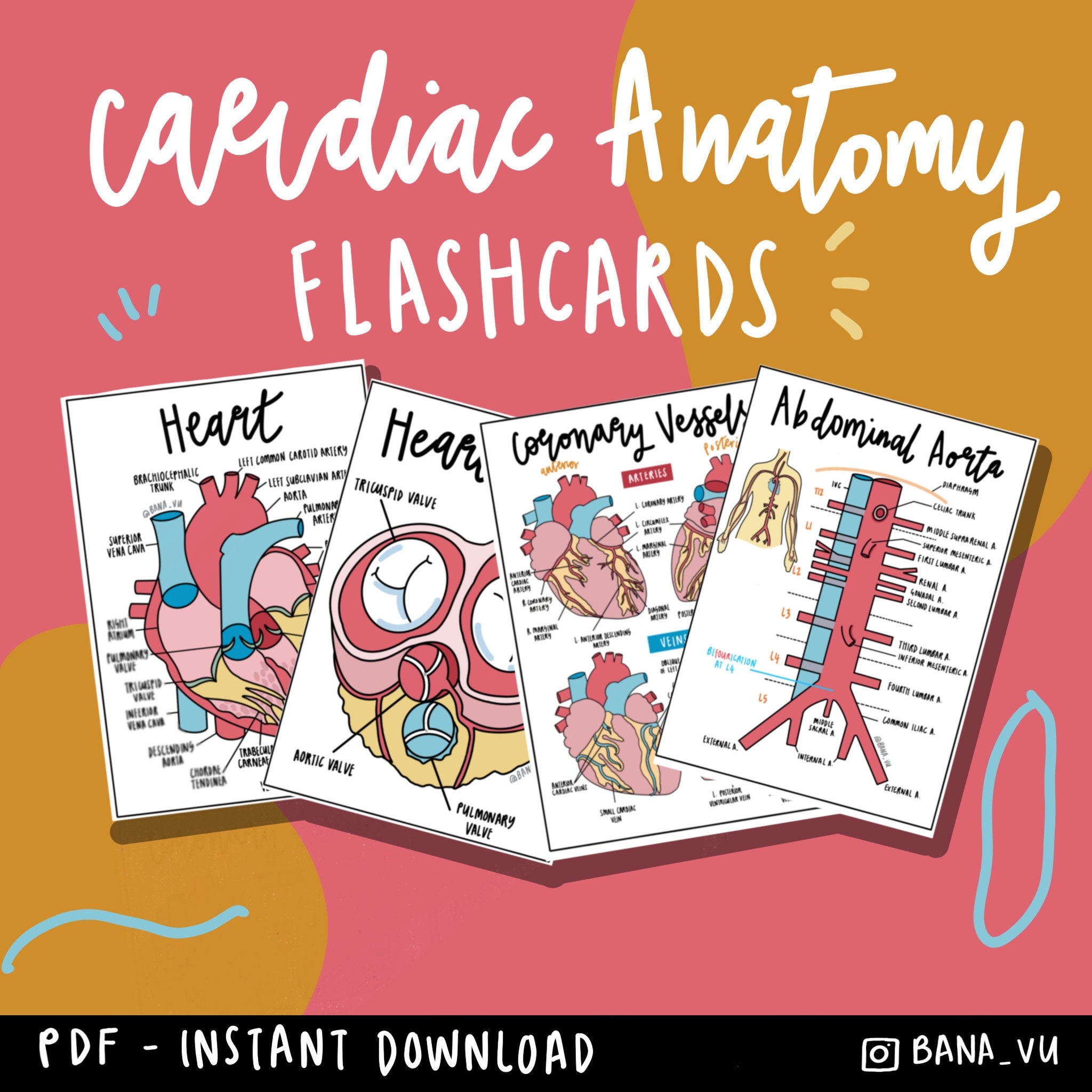 Cardiac Anatomy Flashcards PDF Etsy