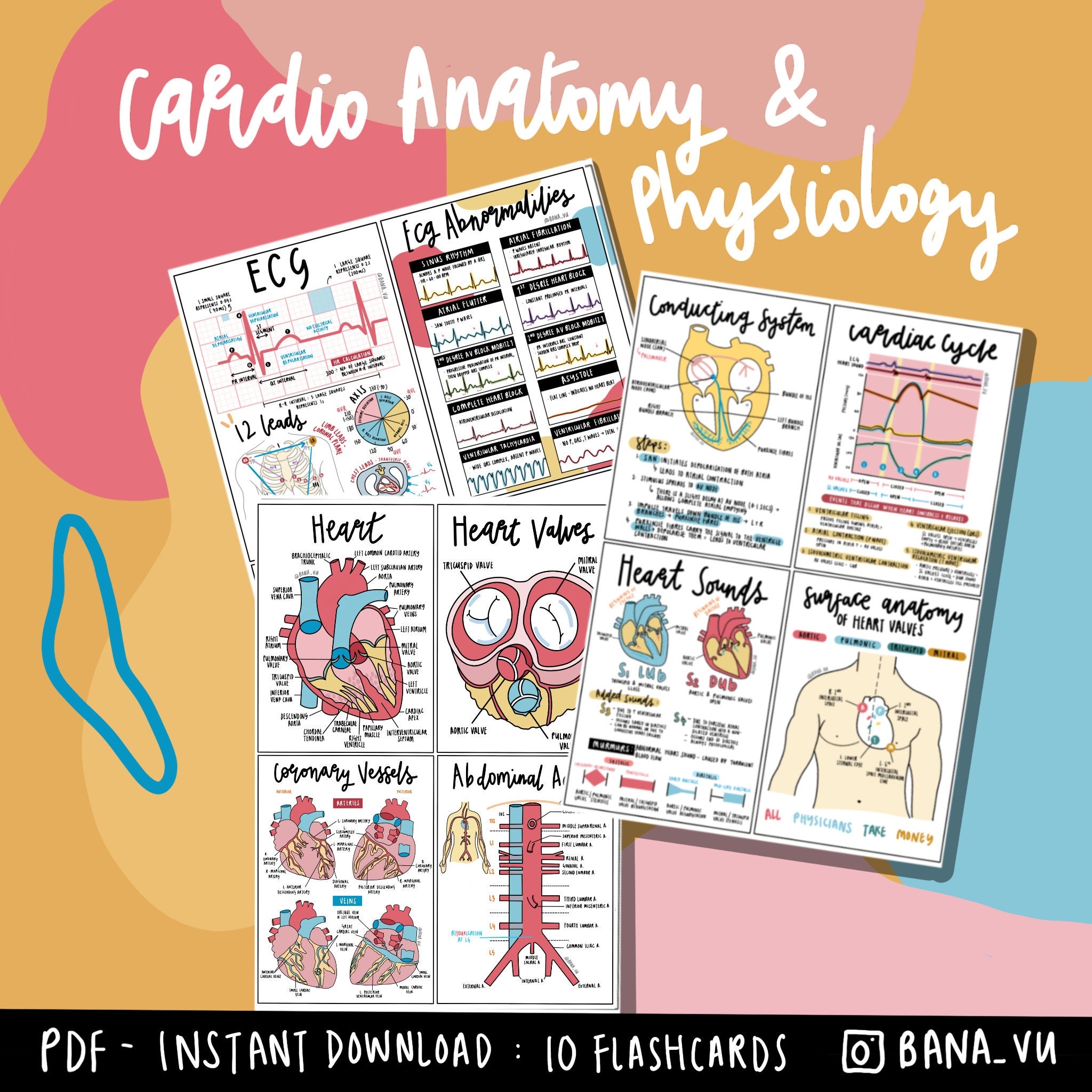 anatomy physiology flashcards